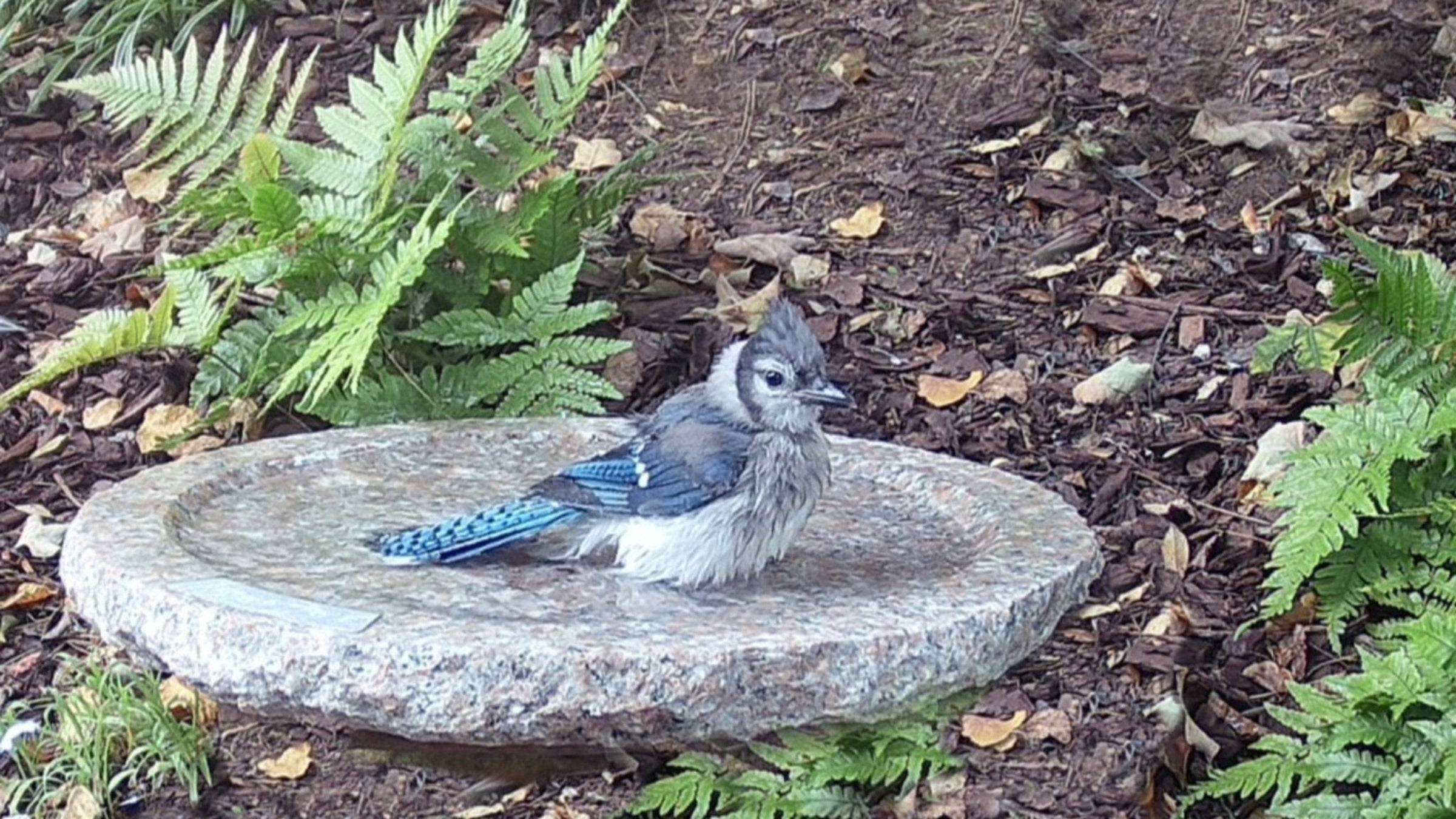 blue jay bathing