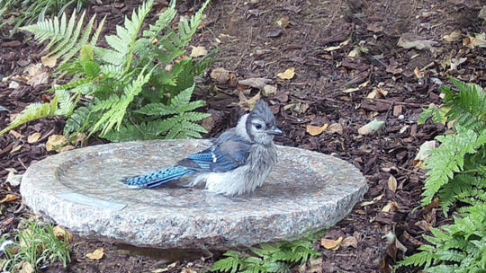 blue jay bathing