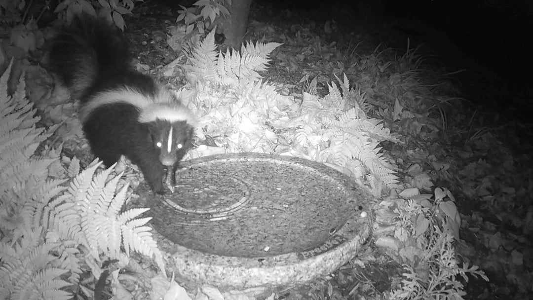 baby skunk enjoying fresh water