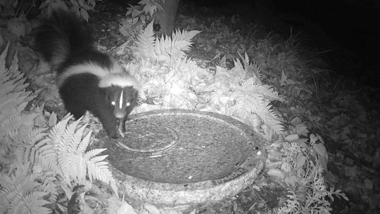 baby skunk enjoying fresh water
