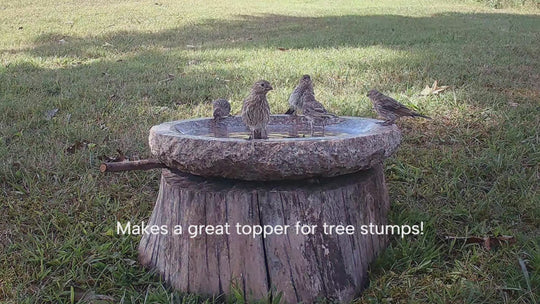 many birds bathing in the garden oasis used as a topper for a tree stump
