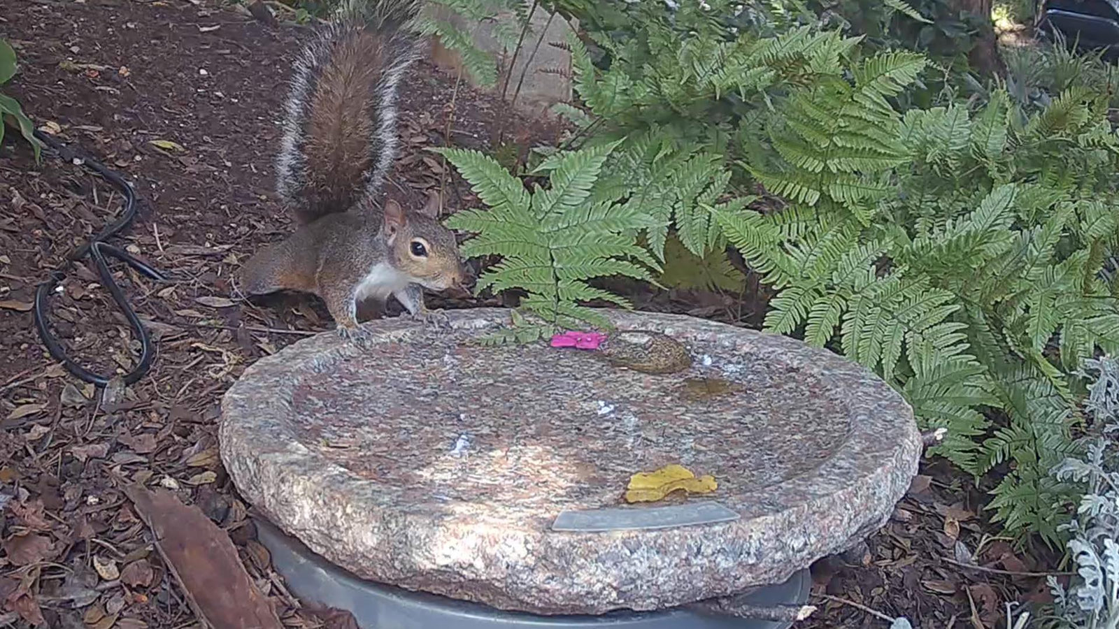 Cohabitating with Squirrels: Lessons from the Side Yard