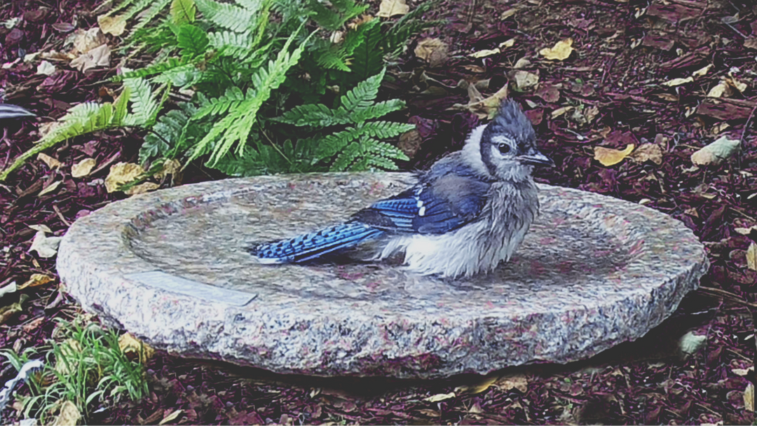 Image of a young blue jay with wet feathers sitting in the Preener Timeless Garden Oasis in pink granite, which is at ground level,  surrounded by ferns and mulch