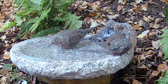 Timeless Garden Oasis